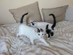 Lieve kittens van 11 weken, Dieren en Toebehoren, Katten en Kittens | Overige Katten, Poes, Kortharig, 0 tot 2 jaar