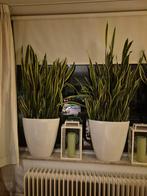 Sanseveria planten, diverse maten, Ophalen, Overige soorten, Halfschaduw, Minder dan 100 cm