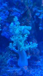 Capnella Kenia Tree neon Groen. Kenia boom, Dieren en Toebehoren, Vissen | Aquariumvissen, Overige typen