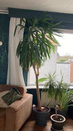 Plant aangeboden ter adoptie: Yucca/Palmlelie, Ophalen, 200 cm of meer, Halfschaduw, Yucca