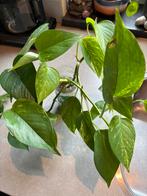 Grote goedgewortelde Epipremnum aureum stekken te koop, Ophalen of Verzenden, Halfschaduw, Minder dan 100 cm