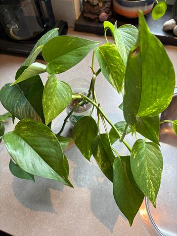 Grote goedgewortelde Epipremnum aureum stekken te koop beschikbaar voor biedingen
