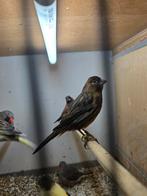 Kanarie pop, Vrouwelijk, Kleurkanarie