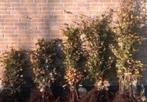Beukenhagen Fagus Sylvatica, Ophalen of Verzenden, Bloeit niet, Volle zon