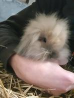 2 lieve dwerghangoortjes, Dieren en Toebehoren, Konijnen, Mannelijk, Dwerg, Hangoor, 0 tot 2 jaar