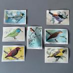 7 Rizla exotische volière vogels plaatjes voor plakboek, Ophalen of Verzenden, Gebruikt, Dier en Natuur