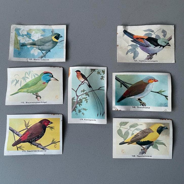 7 Rizla exotische volière vogels plaatjes voor plakboek, Verzamelen, Stickers, Gebruikt, Dier en Natuur, Ophalen of Verzenden