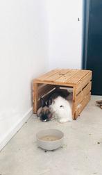 Lieve konijnen zoeken een nieuw huisje, Hangoor