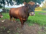 Dexter stamboek dekstier te huur (stier), Dieren en Toebehoren, Mannelijk, 3 tot 6 jaar