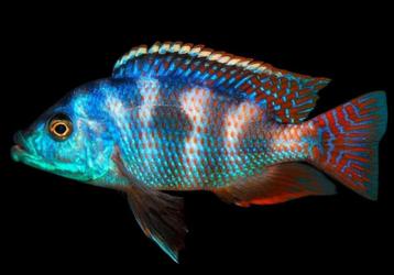 Malawi Cichliden: Placidochromis milomo beschikbaar voor biedingen