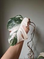 Monstera Albo stek geworteld, Ophalen, Halfschaduw, Minder dan 100 cm