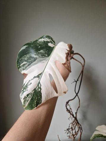 Monstera Albo stek geworteld beschikbaar voor biedingen