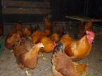 Kippen New Hampshire, Dieren en Toebehoren, Vrouwelijk, Kip