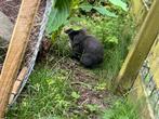 Nederlandse dwerghangoor, Dieren en Toebehoren, Konijnen, Vrouwelijk, Klein, Hangoor, 0 tot 2 jaar