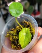 Alocasia scalprum variegata, Ophalen of Verzenden, Halfschaduw, Minder dan 100 cm