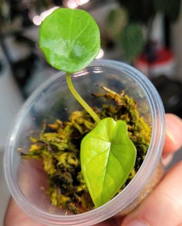 Alocasia scalprum variegata  beschikbaar voor biedingen