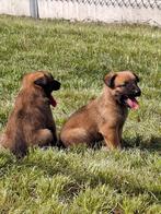 Mechelse herder pups, België, Particulier, CDV (hondenziekte), 8 tot 15 weken