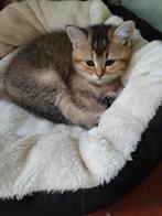 Britse Korthaar Kittens, Meerdere dieren, Ontwormd, 0 tot 2 jaar