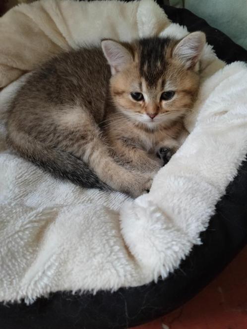 Britse Korthaar Kittens, Dieren en Toebehoren, Katten en Kittens | Raskatten | Korthaar, Meerdere dieren, 0 tot 2 jaar, Ontwormd