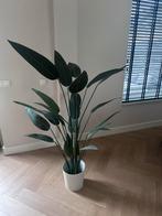 Kunst Paradijsvogelplant - Strelitzia Intratuin, 100 tot 150 cm, Overige soorten, In pot, Groene kamerplant