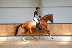 Training, zadelmak maken, verkoop, Dieren en Toebehoren, Stalling en Weidegang