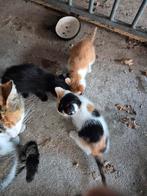 Kittens, Dieren en Toebehoren