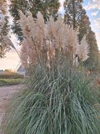Verse pampas pluimen, Huis en Inrichting, Ophalen