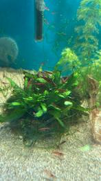 Rode garnalen op kraanwater, Kreeft, Krab of Garnaal, Zoetwatervis