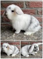Broer en zus konijn., Dieren en Toebehoren, Konijnen, Meerdere dieren, Dwerg, Hangoor, 0 tot 2 jaar