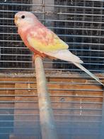 Bourke parkiet rubino man, Dieren en Toebehoren, Vogels | Parkieten en Papegaaien, Mannelijk, Parkiet