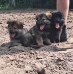 Schitterende oudduitse herder x witte herder pups, Dieren en Toebehoren, Honden | Herdershonden en Veedrijvers, 8 tot 15 weken