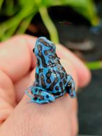 Dendrobates auratus La coca, Dieren en Toebehoren, Reptielen en Amfibieën, Amfibie, 0 tot 2 jaar