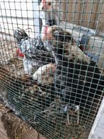 3 faverolle haantjes zoeken een goed huis, Dieren en Toebehoren, Pluimvee, Mannelijk, Kip