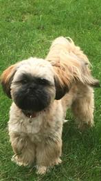 Shih Tzu  dekreu   (NIET te koop), Dieren en Toebehoren, Particulier, Rabiës (hondsdolheid), 1 tot 2 jaar, Reu