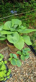 verschillende Hosta's, Ophalen, Zomer, Overige soorten