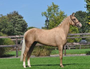 knappe 3 jarige palomino beschikbaar voor biedingen