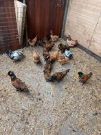 Pavlov hennen, Dieren en Toebehoren, Pluimvee, Vrouwelijk, Kip