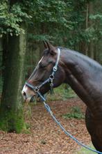 Lieve, knappe ruin (18) ter adoptie, Dieren en Toebehoren, Paarden, Ruin, Niet van toepassing, 160 tot 165 cm, 11 jaar of ouder