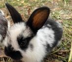 Konijntjes, Dieren en Toebehoren, Meerdere dieren, Klein, 0 tot 2 jaar