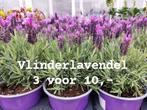 Vlinder lavendel (Lavandula stoechas), Ophalen