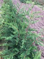 Leylandii, Ophalen, Conifeer, 100 tot 250 cm