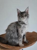 Prachtige maine coon kittens, Dieren en Toebehoren, Meerdere dieren, Ontwormd