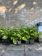 Hosta’s diverse groottes met witte bloemen, Vaste plant, Halfschaduw, Zomer, Ophalen