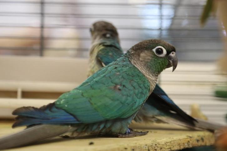 Jonge baby Pyrrhura´s | Div. Kleuren | Handtam | Getest, Dieren en Toebehoren, Vogels | Parkieten en Papegaaien, Parkiet, Meerdere dieren