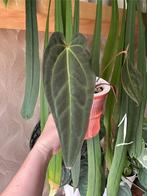 Anthurium Papililaminum x Crystallinumxbesseae aff, Huis en Inrichting, Ophalen of Verzenden, Overige soorten, Minder dan 100 cm
