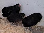 Grubbe baardkrielen, Dieren en Toebehoren, Meerdere dieren, Kip