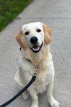 Golden Retriever pup 7 maand., Golden retriever, Rabiës (hondsdolheid), 15 weken tot 1 jaar, Reu