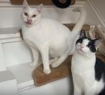 2 lieverds zoeken goed huisje, Dieren en Toebehoren, Katten en Kittens | Raskatten | Korthaar, Kater