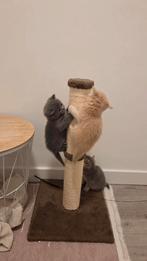 We zijn op zoek naar nieuwe huis deze kinderen., Dieren en Toebehoren, Katten en Kittens | Raskatten | Korthaar, Kater, Met stamboom