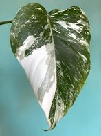 Volledig gewortelde, witte Monstera Albo Variegata stek, Ophalen, Overige soorten, Minder dan 100 cm